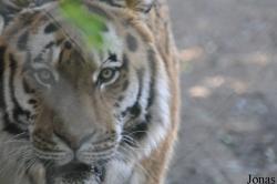Zoo de Servion