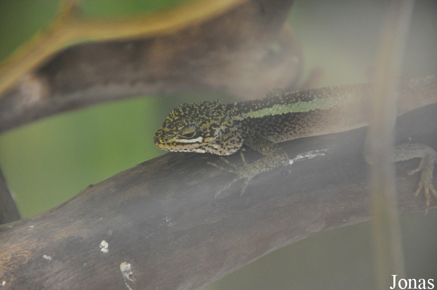 Tropiquarium de Servion