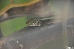 Japalura chapaensis