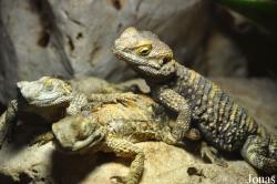 Stellagama stellio