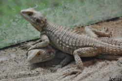 Stellagama stellio