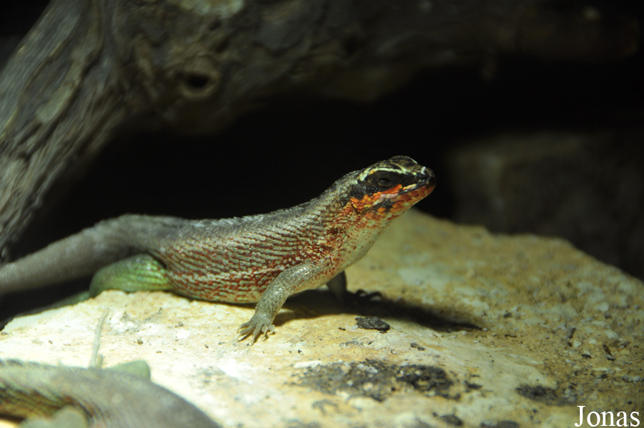 Tropiquarium de Servion