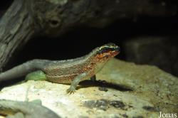 Tropiquarium de Servion
