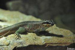 Leiocephalus personatus