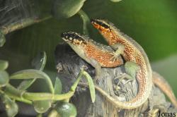Tropiquarium de Servion