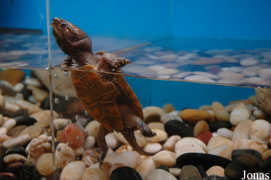 Shanghai Ocean Aquarium