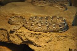 Vivarium de Lausanne