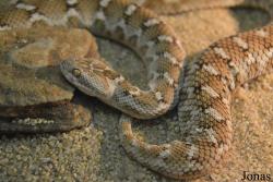 Echis carinatus sochureki
