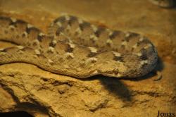 Vivarium de Lausanne
