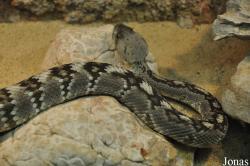 Vivarium de Lausanne