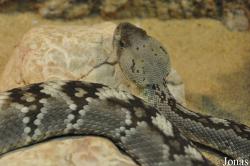 Crotalus molossus molossus