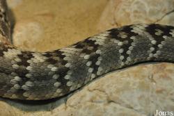 Vivarium de Lausanne
