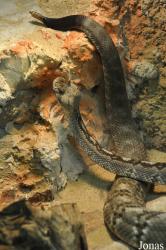 Vivarium de Lausanne