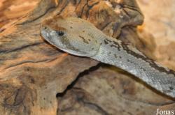 Vivarium de Lausanne