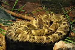 Vivarium de Lausanne