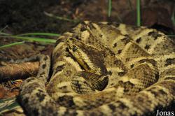 Vivarium de Lausanne