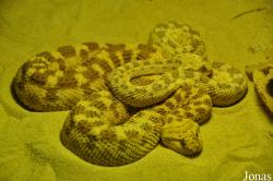 Vivarium de Lausanne