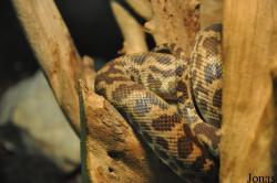Antaresia maculosa