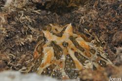 Vivarium de Lausanne