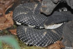 Vivarium de Lausanne