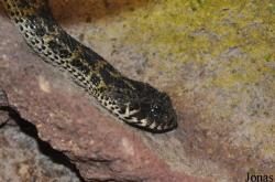 Vivarium de Lausanne