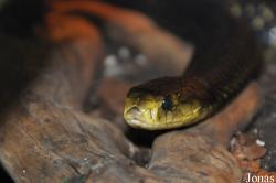 Vivarium de Lausanne