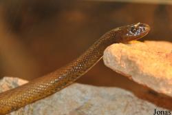 Vivarium de Lausanne