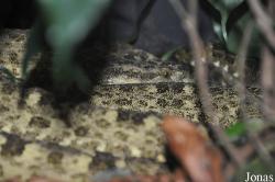 Vivarium de Lausanne