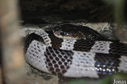 Vivarium de Lausanne