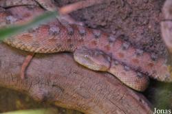 Vivarium de Lausanne