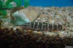 Cobitidae