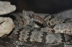 Vivarium de Lausanne