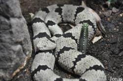 Crotalus lepidus