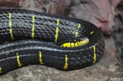 Boiga dendrophila melanota