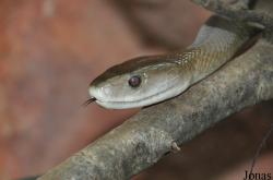 Vivarium de Lausanne