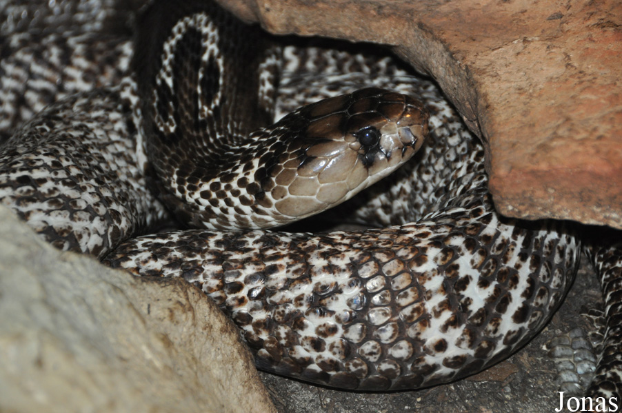 Vivarium de Lausanne