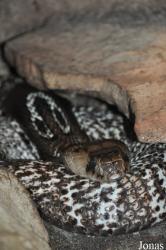 Vivarium de Lausanne