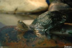 Mauremys mutica