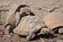 Testudo hermanni