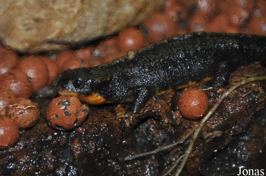 Vivarium de Meyrin