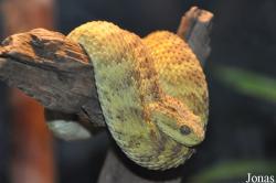 Vivarium de Meyrin