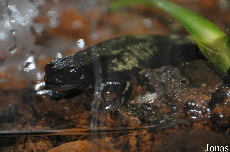 Vivarium de Meyrin