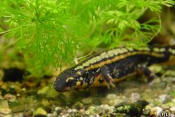 Cynops ensicauda popei
