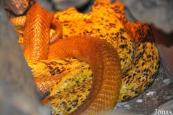 Vivarium de Meyrin