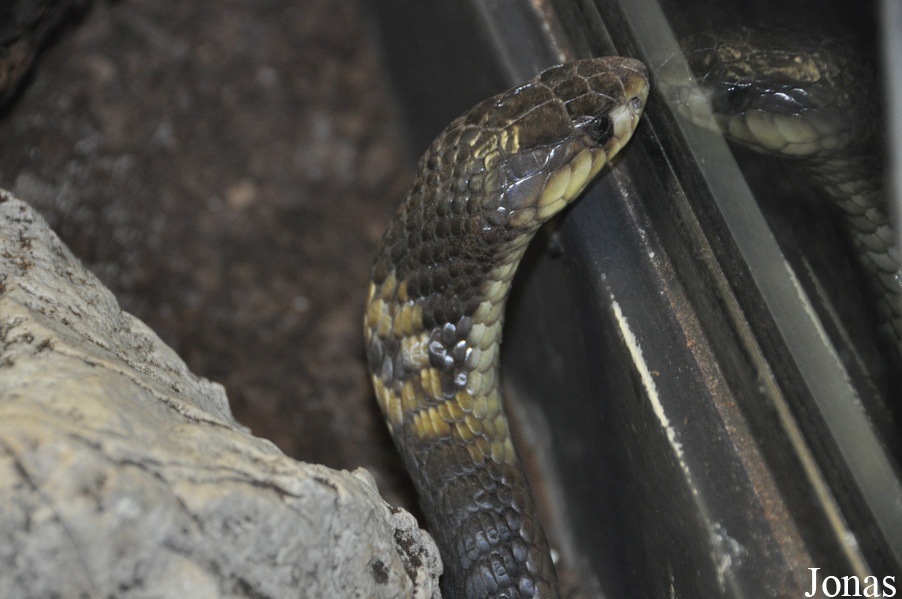 Vivarium de Meyrin