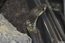 Vivarium de Meyrin