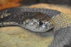 Naja annulifera