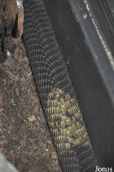 Vivarium de Meyrin