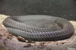 Vivarium de Meyrin