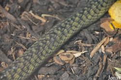 Dendroaspis jamesoni kaimosae